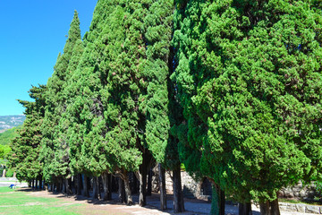 Green trees. Summer Park, Montenegro.