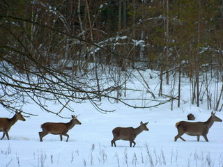 Naklejka na ściany i meble European noble deer in the wild, in the snow-covered forest in search of food, at the end of winter