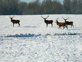 European noble deer in the wild, in the snow-covered forest in search of food, at the end of winter