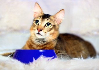 Cat sitting near blue food bowl