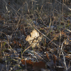 Between winter and spring