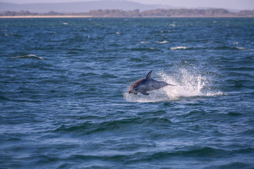 Fototapeta premium Wild common dolphin jumping out of the water at wilsons promontory national park
