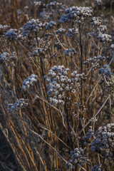 Fototapeta premium Between winter and spring