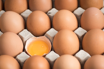 Fresh eggs in the egg panel.