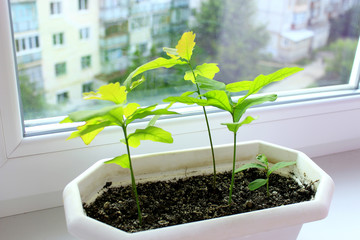 Young plants of oaks on window-sill and view to neighboring house. Tree planting