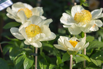Peony Roy Pehrson, Yellow and White Flowering Plant
