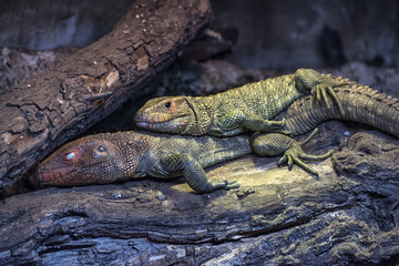 Male & Female Lizard Resting