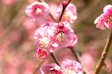 Obraz premium Red plum blooming in Nokogiri-mountain