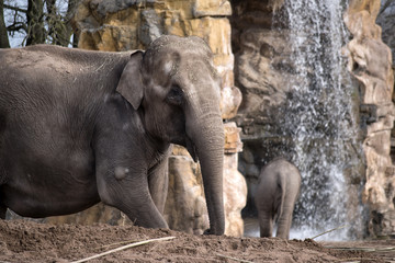 Elephant with Waterfall in Background