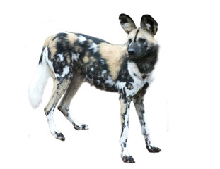 Isolated Painted Dog Animal