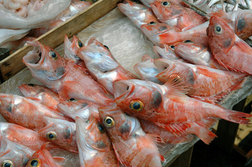Catane (Sicile) Marché aux poissons de Catane