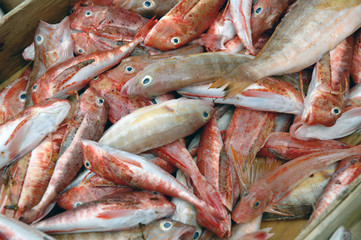 Catane (Sicile) Marché aux poissons de Catane