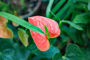 Anthurium. South American type of red blossomed plant 
