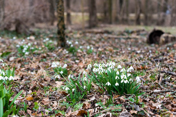 Obraz premium white snowdrop flowers in spring