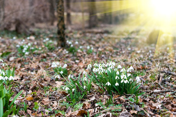 white snowdrop flowers in spring