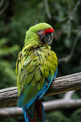 Fototapeta na wymiar Papageien aus Südamerika