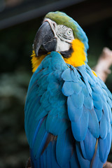 Papageien aus Südamerika