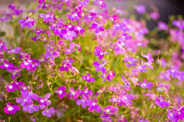Obraz premium background of summer wildflowers