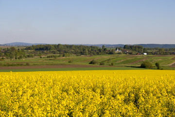 yellow rape field