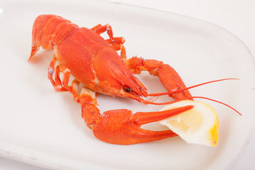 Close up of delicious steamed lobster with lemon in white plate