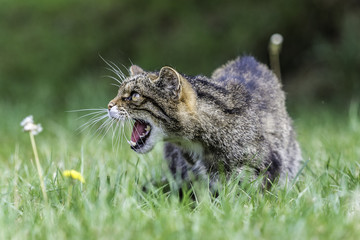 Scottish Wildcat