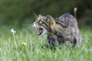 Scottish wildcat