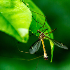 Libelle macht Pause