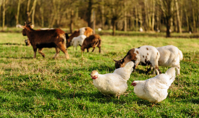Fototapeta premium Chickens and Goats in a Field