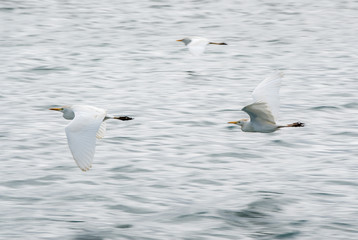 Three seabirds fly in low ground above the waves in a gray light