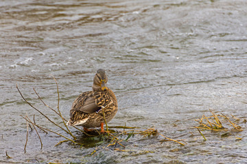 Mallard duck standing in river