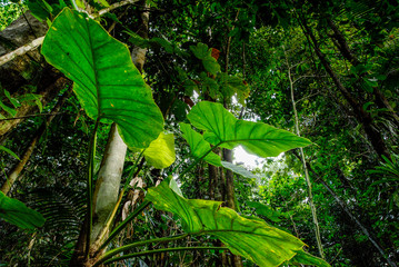 epiphytic plants in the tropical forest of the island of Guadeloupe in the West Indies