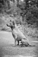 thai ridgeback dog outdoors