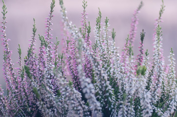 Obraz premium flowering heather in the garden