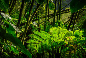 Ferns in the tropical forest of Guadeloupe in the West Indies