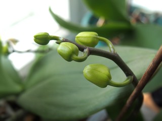 bud orchid