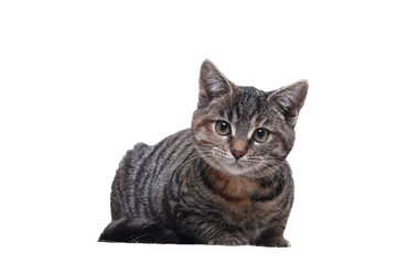 Obraz premium Beautiful house cat