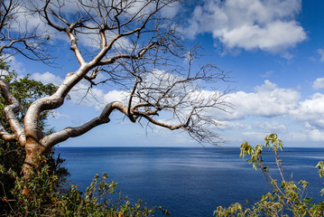  A tropical leafless tree overlooks the blue sea and the blue sky of Guadeloupe, in the West Indies