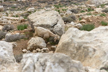 goat eating grass