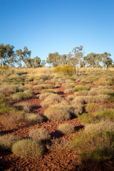 Fototapeta na wymiar gum tree and bush, Western Australia, Outback