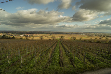 Rows of grapevines on a vineyard in november