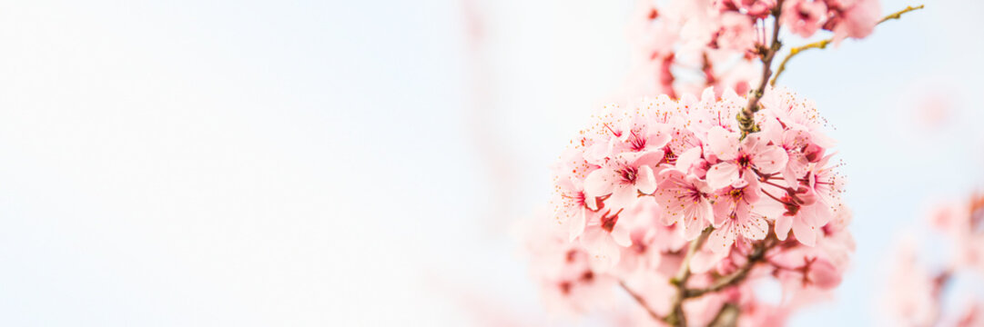 Spring Blooming #Pink Cherry Blossoms