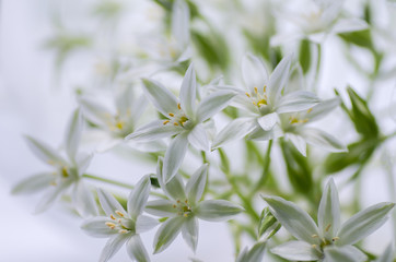 White flowers in a vase on the window. Ornithogalum. Wallpaper.