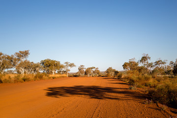 gum tree and bush, Western Australia, Outback