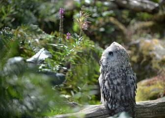 Snow Owl