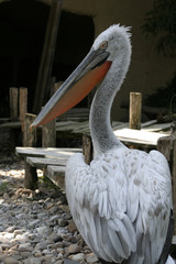 pelican