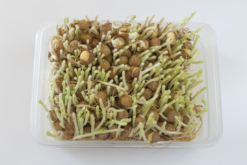 豆苗の再生栽培