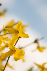Forsythia #yellow flower #blossom focus #sky - Forsythie