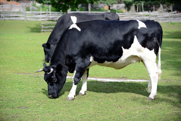 Holstein-Friesian dairy cow