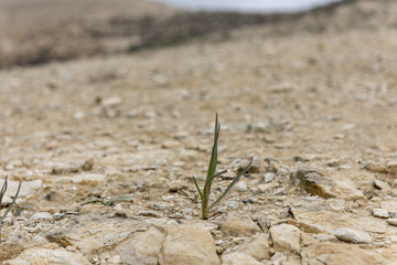 plant growing in dry desert