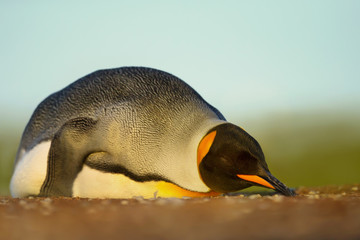 Fototapeta premium Close up of a King penguin sleeping on a sandy beach